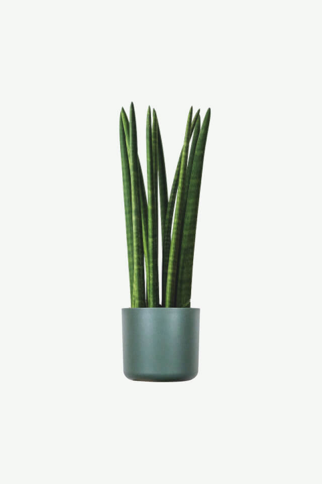 plants ecommerce product featured img 10 plants ecommerce product featured img 10