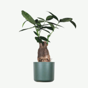 Collections plants ecommerce product featured img 13