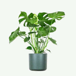 Collections plants ecommerce product featured img 14