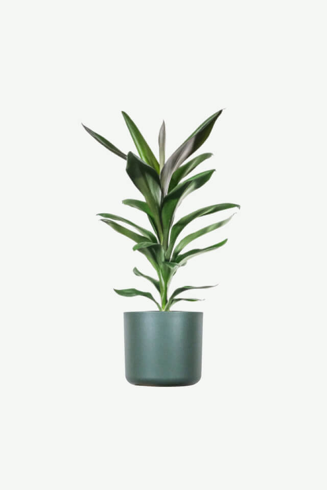 plants ecommerce product featured img 20 plants ecommerce product featured img 20