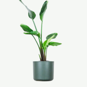 Collections plants ecommerce product featured img 4