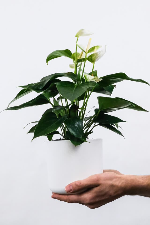 plants shop product gallery img 1 plants shop product gallery img 1